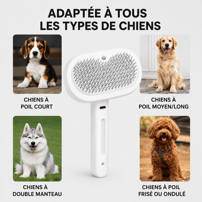 PawGlow™ – La solution de toilettage sans eau pour votre chien